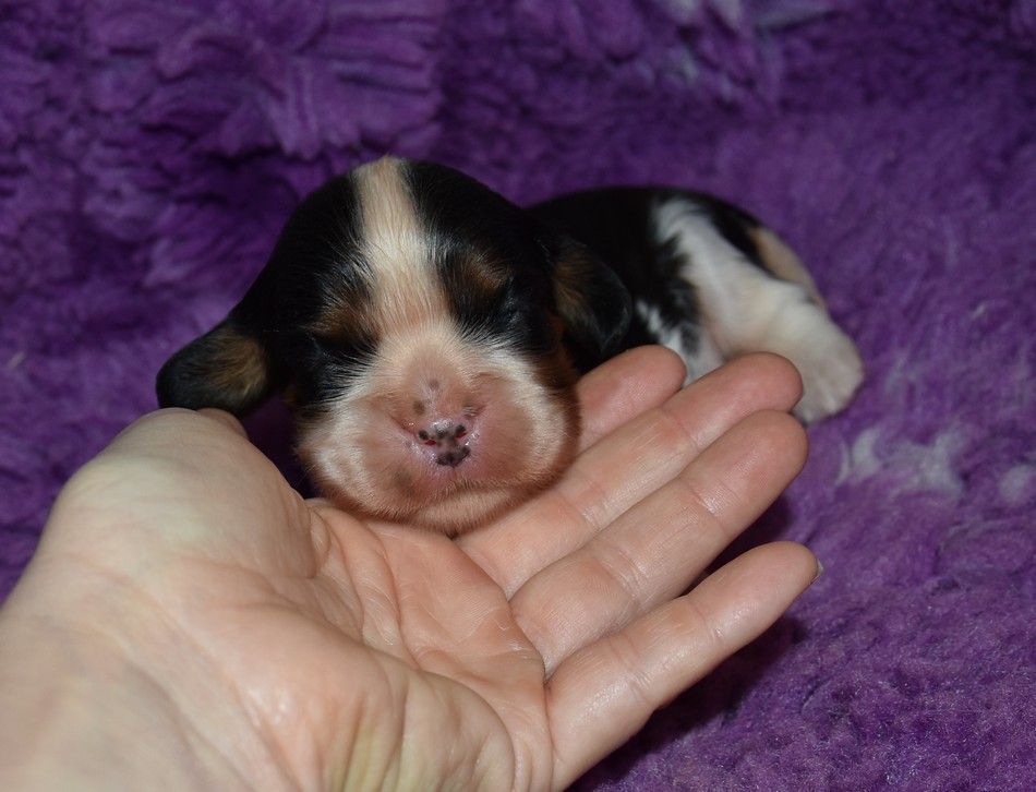 de la maison du ryez - Chiots disponibles - Cavalier King Charles Spaniel