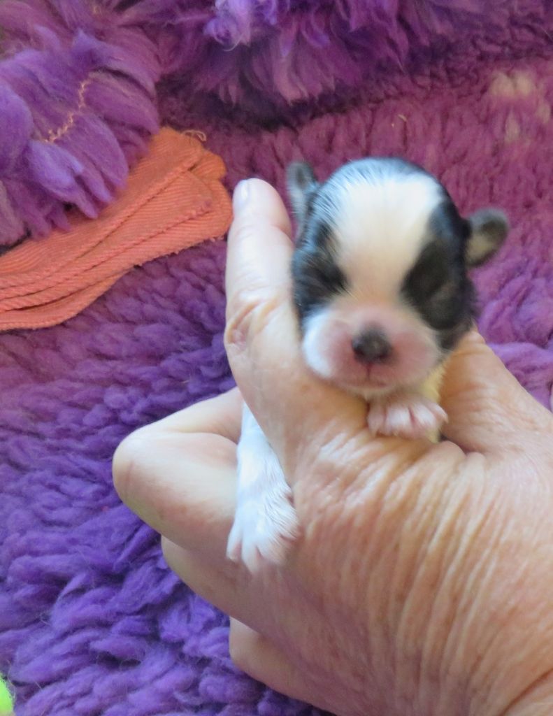 de la maison du ryez - Chiots disponibles - Shih Tzu