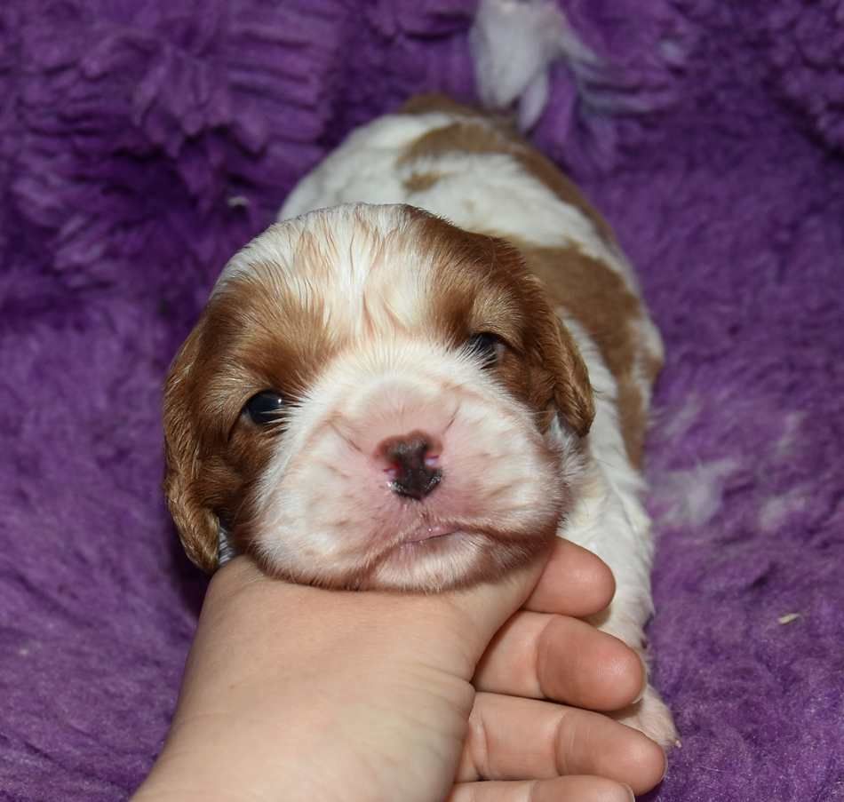 de la maison du ryez - Chiots disponibles - Cavalier King Charles Spaniel