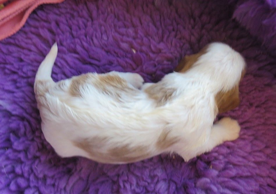 de la maison du ryez - Chiots disponibles - Cavalier King Charles Spaniel