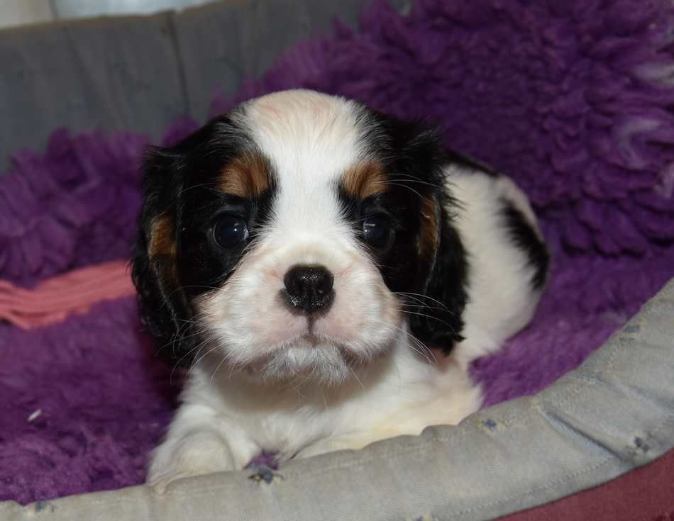 de la maison du ryez - Chiots disponibles - Cavalier King Charles Spaniel