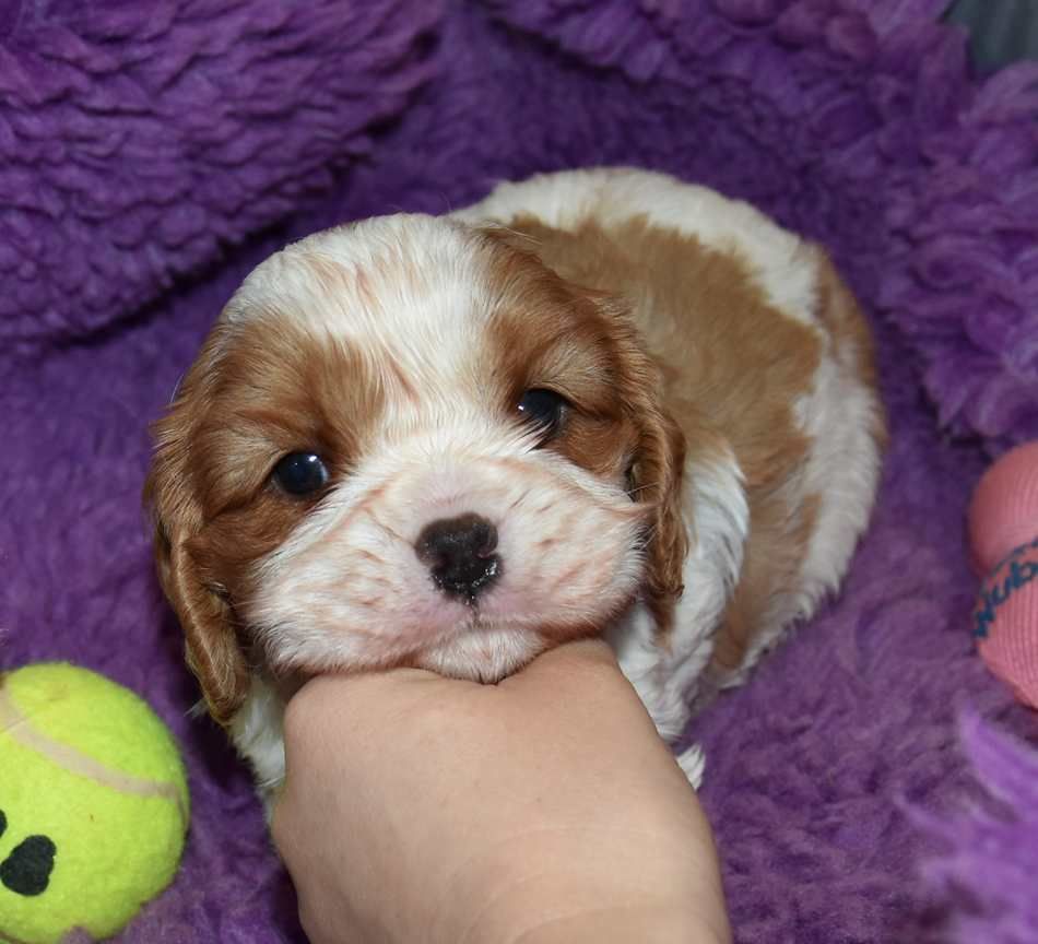 de la maison du ryez - Chiots disponibles - Cavalier King Charles Spaniel