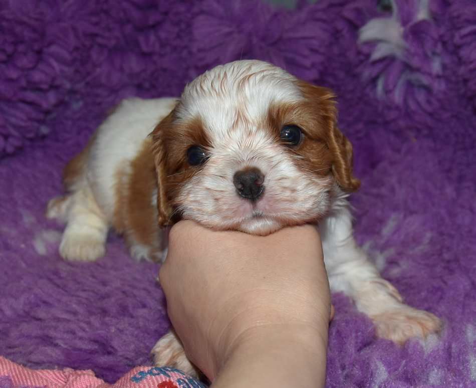 de la maison du ryez - Chiots disponibles - Cavalier King Charles Spaniel