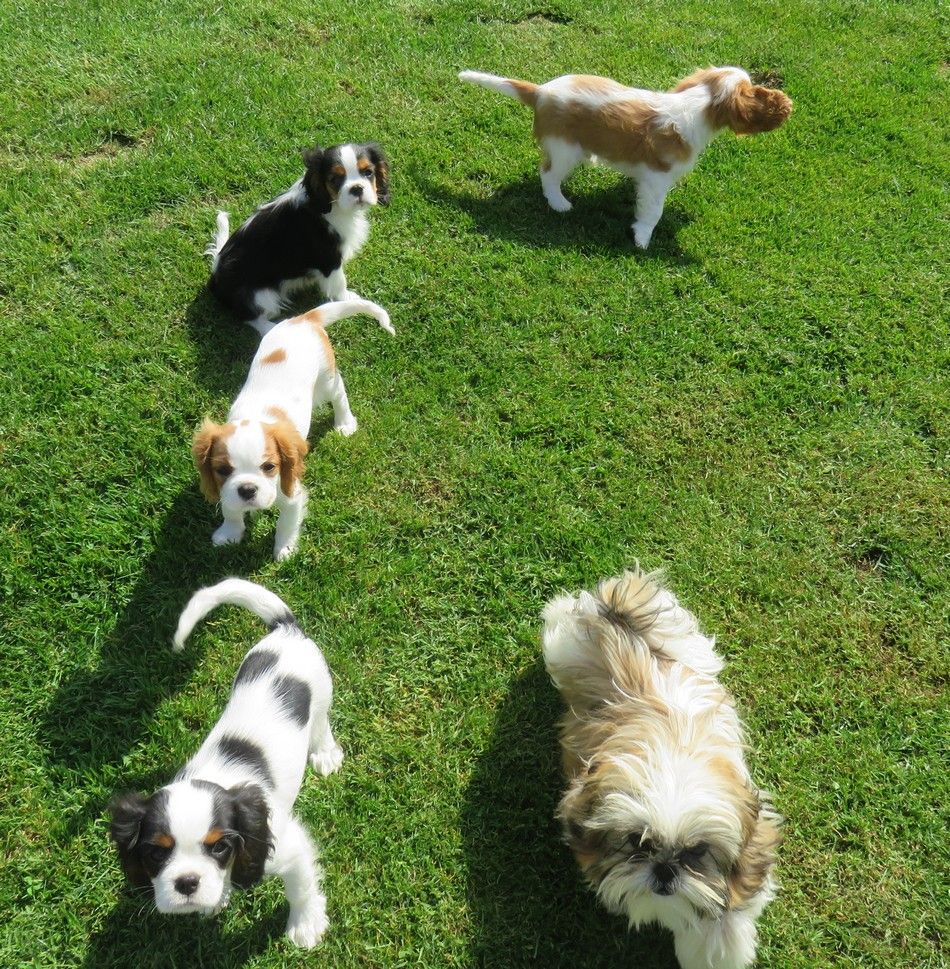 de la maison du ryez - Cavalier King Charles Spaniel - Portée née le 03/05/2025