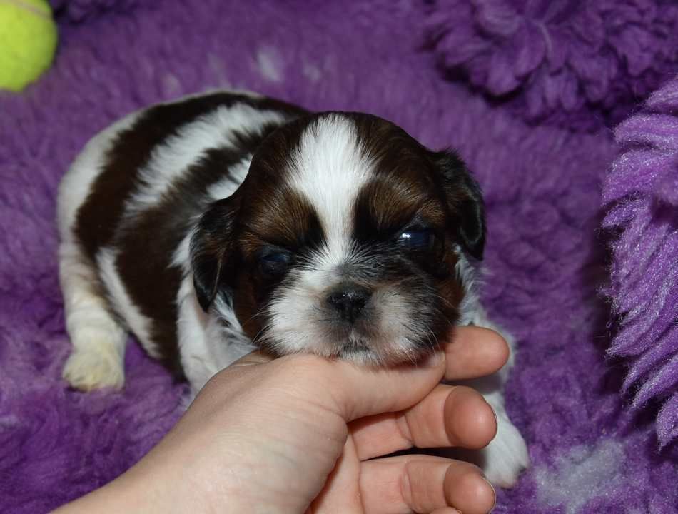 de la maison du ryez - Chiots disponibles - Shih Tzu