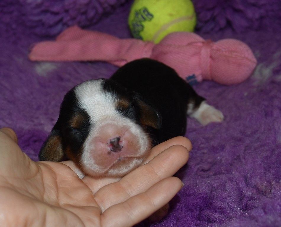 de la maison du ryez - Chiots disponibles - Cavalier King Charles Spaniel