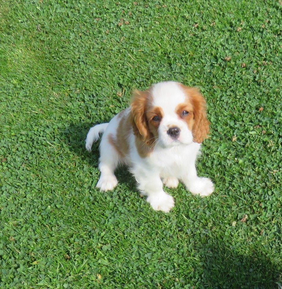 de la maison du ryez - Chiots disponibles - Cavalier King Charles Spaniel