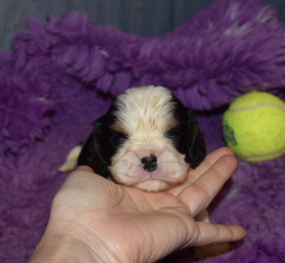 de la maison du ryez - Chiots disponibles - Cavalier King Charles Spaniel
