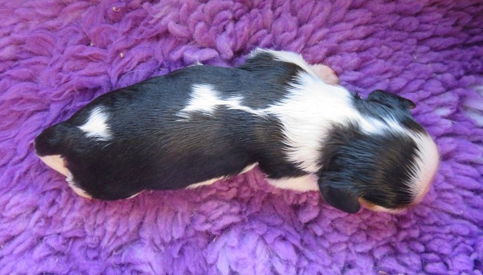 de la maison du ryez - Chiots disponibles - Cavalier King Charles Spaniel