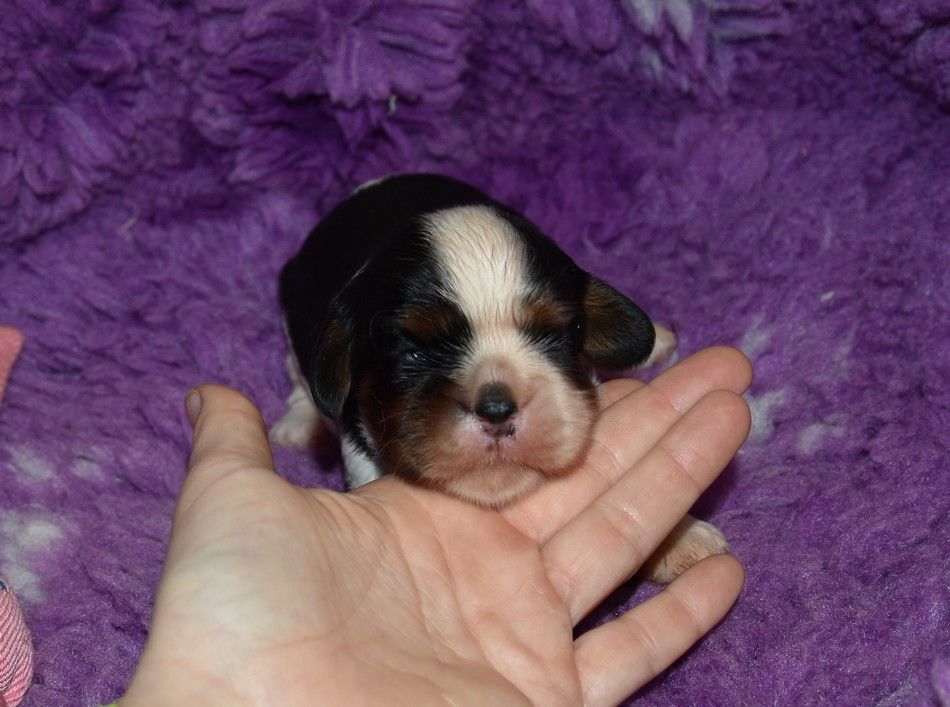 de la maison du ryez - Chiots disponibles - Cavalier King Charles Spaniel