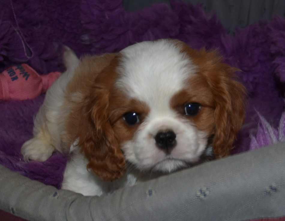 de la maison du ryez - Chiots disponibles - Cavalier King Charles Spaniel