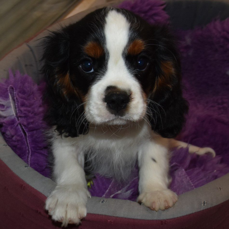 de la maison du ryez - Chiots disponibles - Cavalier King Charles Spaniel