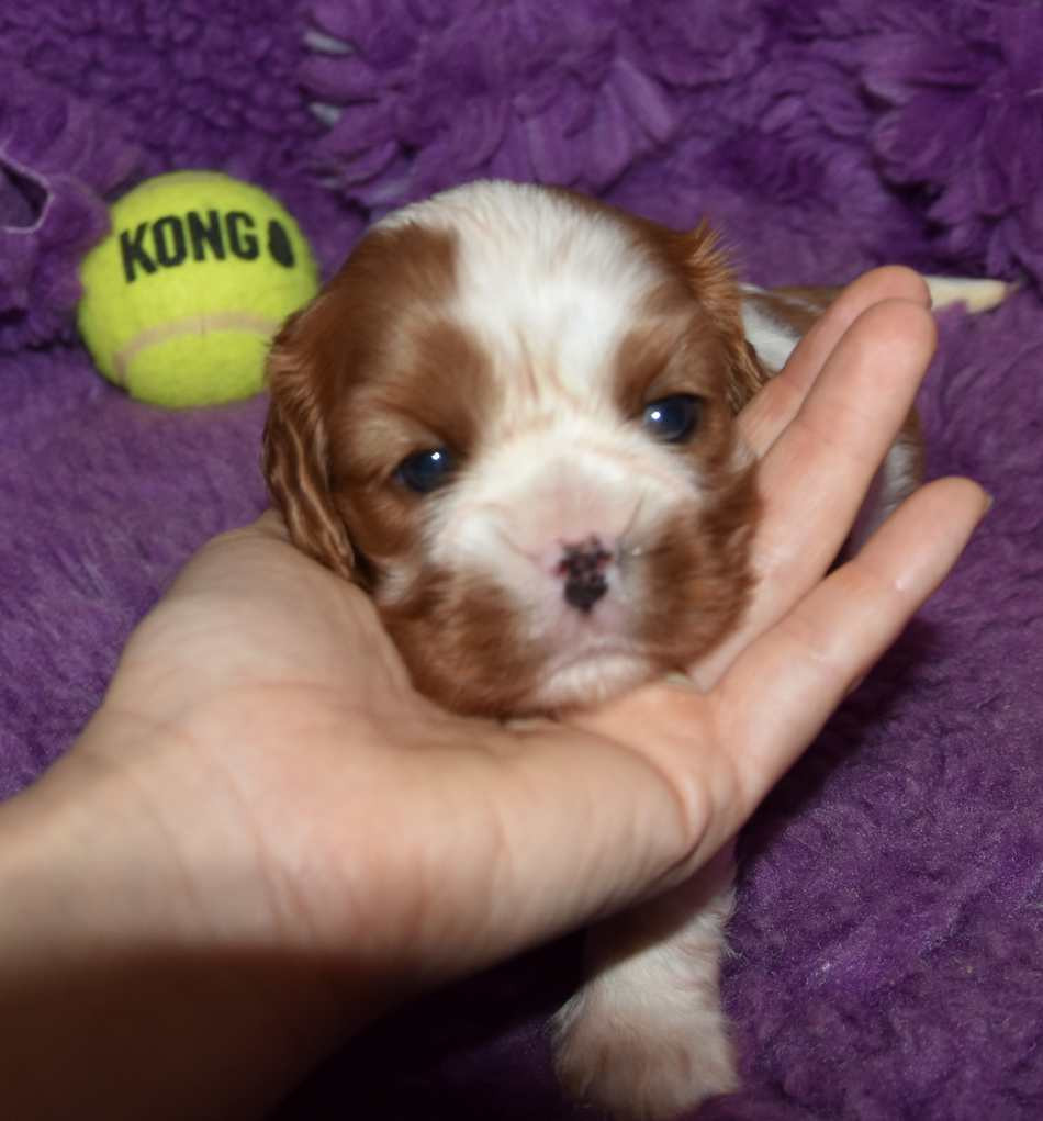 de la maison du ryez - Chiots disponibles - Cavalier King Charles Spaniel