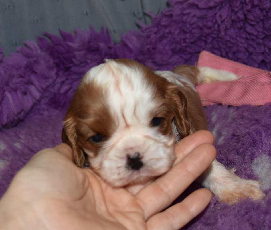 de la maison du ryez - Chiots disponibles - Cavalier King Charles Spaniel
