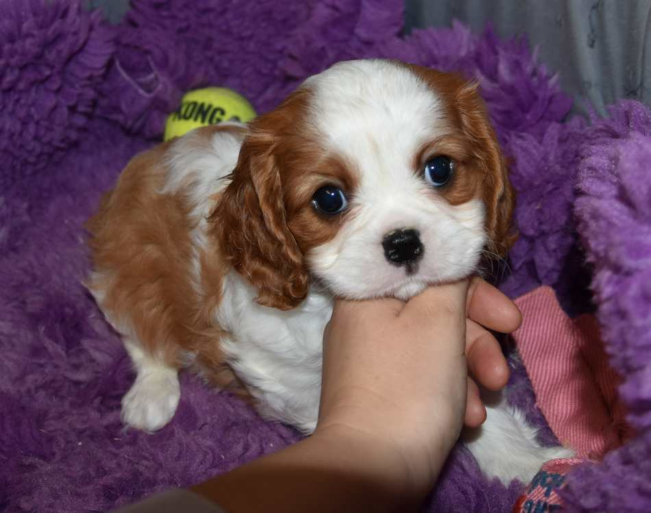 de la maison du ryez - Chiots disponibles - Cavalier King Charles Spaniel