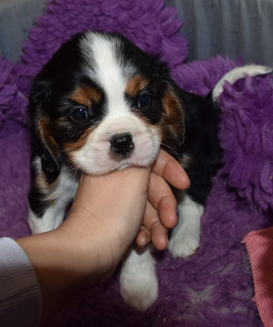 de la maison du ryez - Chiots disponibles - Cavalier King Charles Spaniel