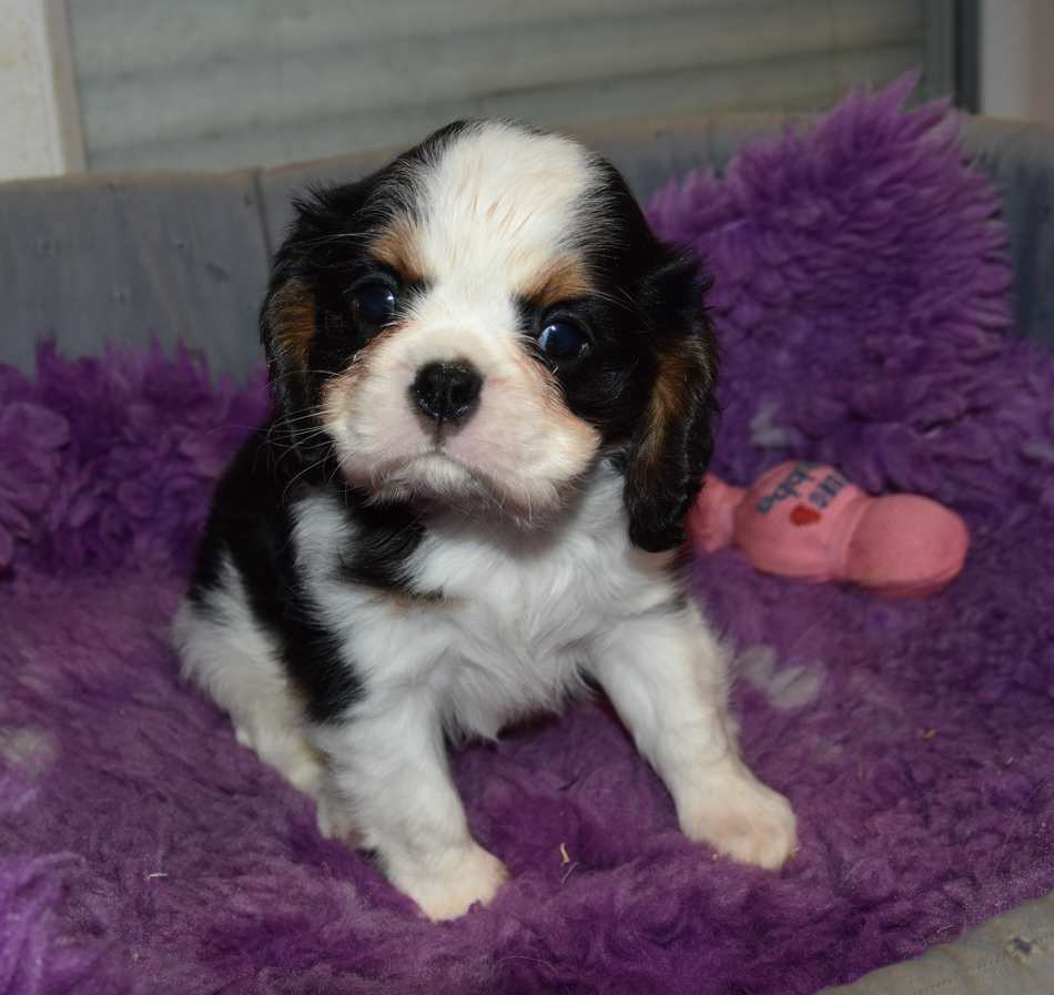 de la maison du ryez - Chiots disponibles - Cavalier King Charles Spaniel