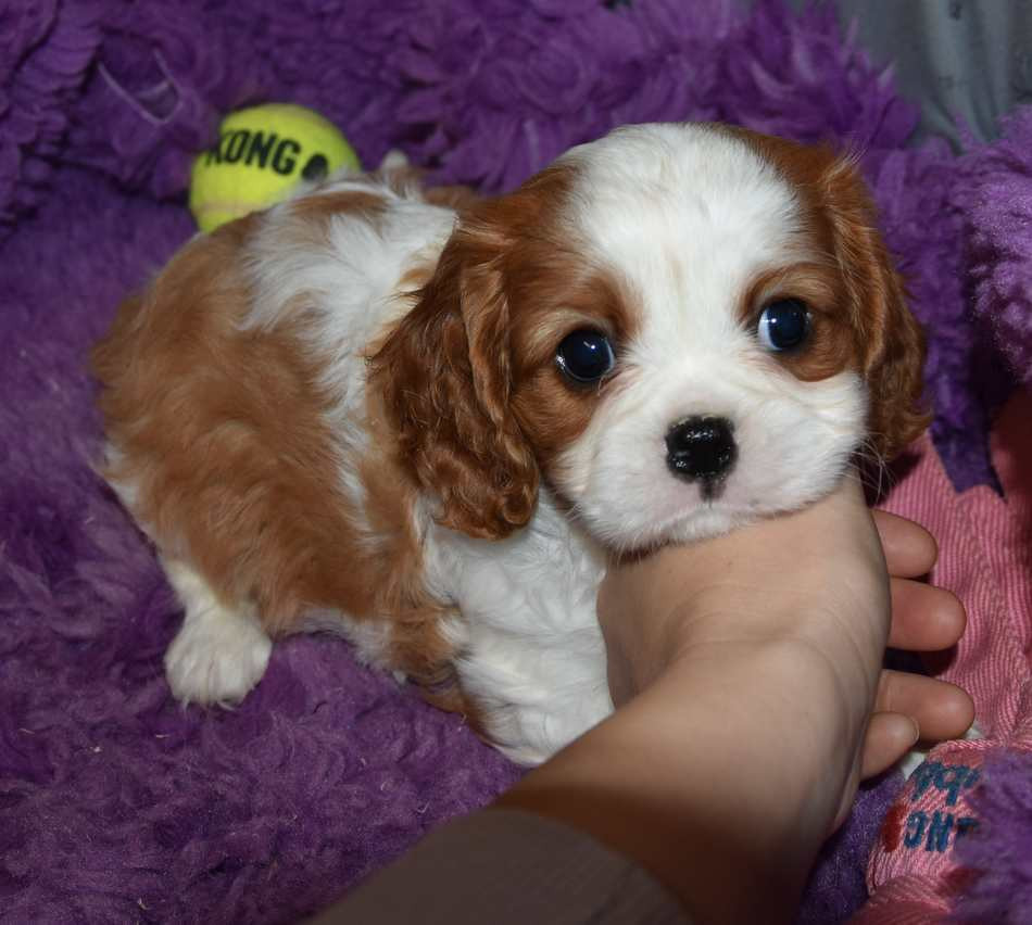 de la maison du ryez - Chiots disponibles - Cavalier King Charles Spaniel