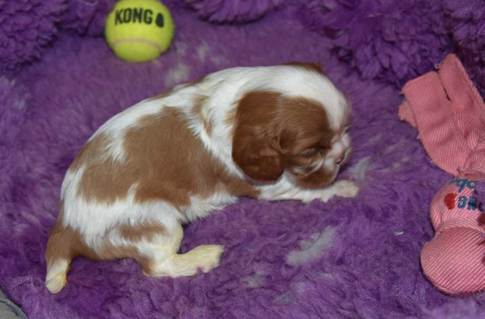 de la maison du ryez - Chiots disponibles - Cavalier King Charles Spaniel