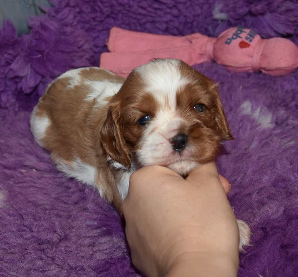 de la maison du ryez - Chiots disponibles - Cavalier King Charles Spaniel