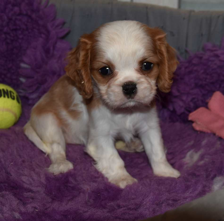 de la maison du ryez - Chiots disponibles - Cavalier King Charles Spaniel