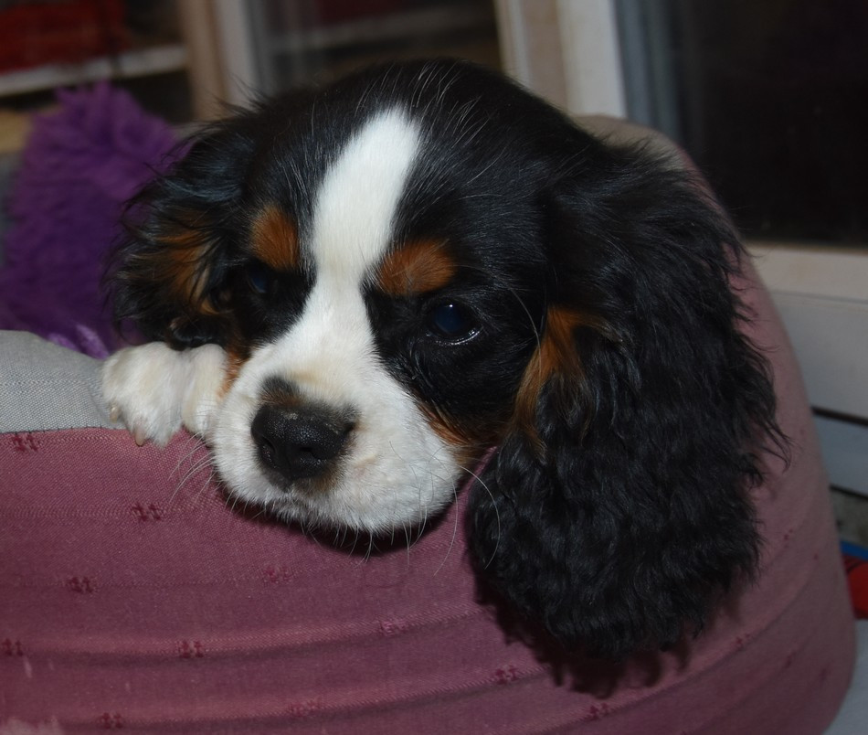 de la maison du ryez - Chiots disponibles - Cavalier King Charles Spaniel