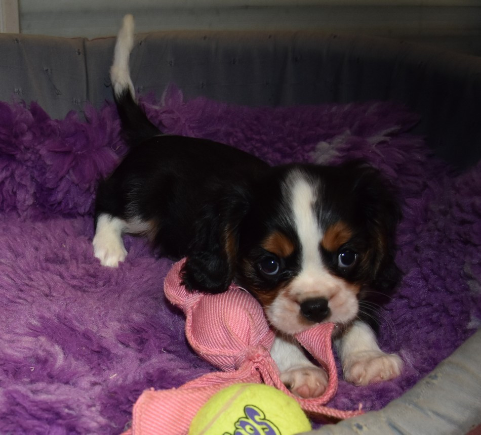 de la maison du ryez - Chiots disponibles - Cavalier King Charles Spaniel