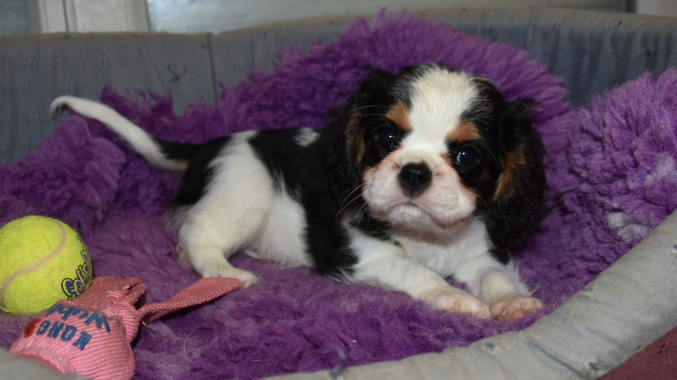 de la maison du ryez - Chiots disponibles - Cavalier King Charles Spaniel