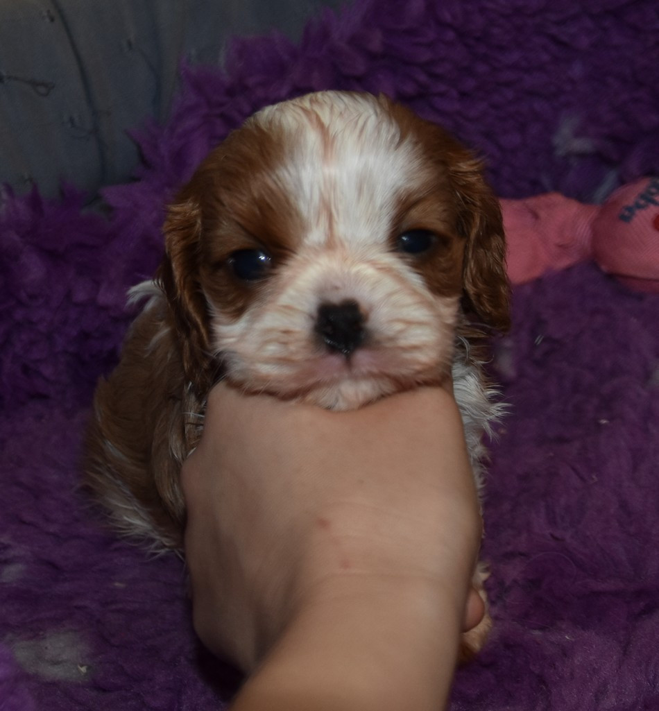 de la maison du ryez - Chiots disponibles - Cavalier King Charles Spaniel