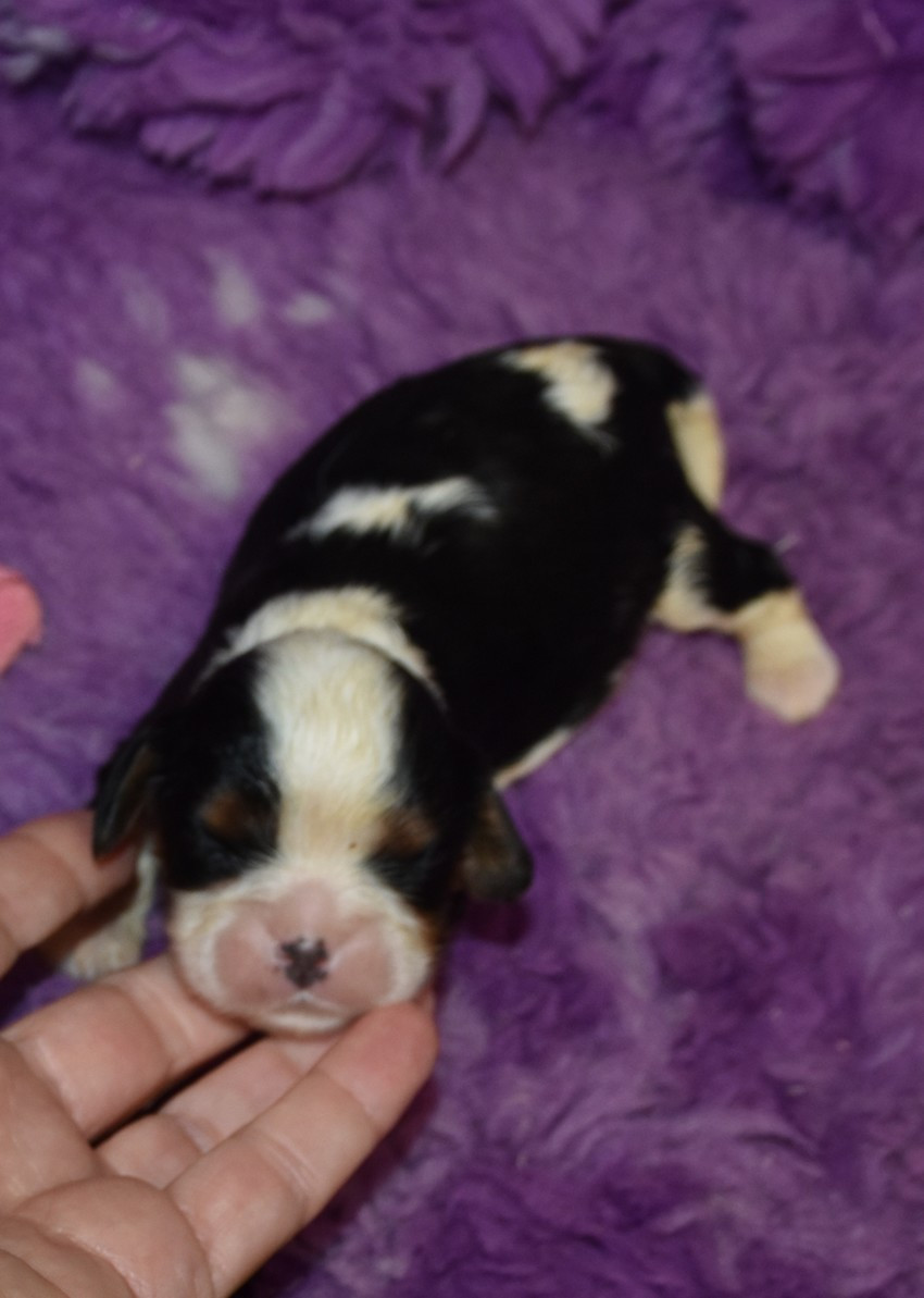 de la maison du ryez - Chiots disponibles - Cavalier King Charles Spaniel