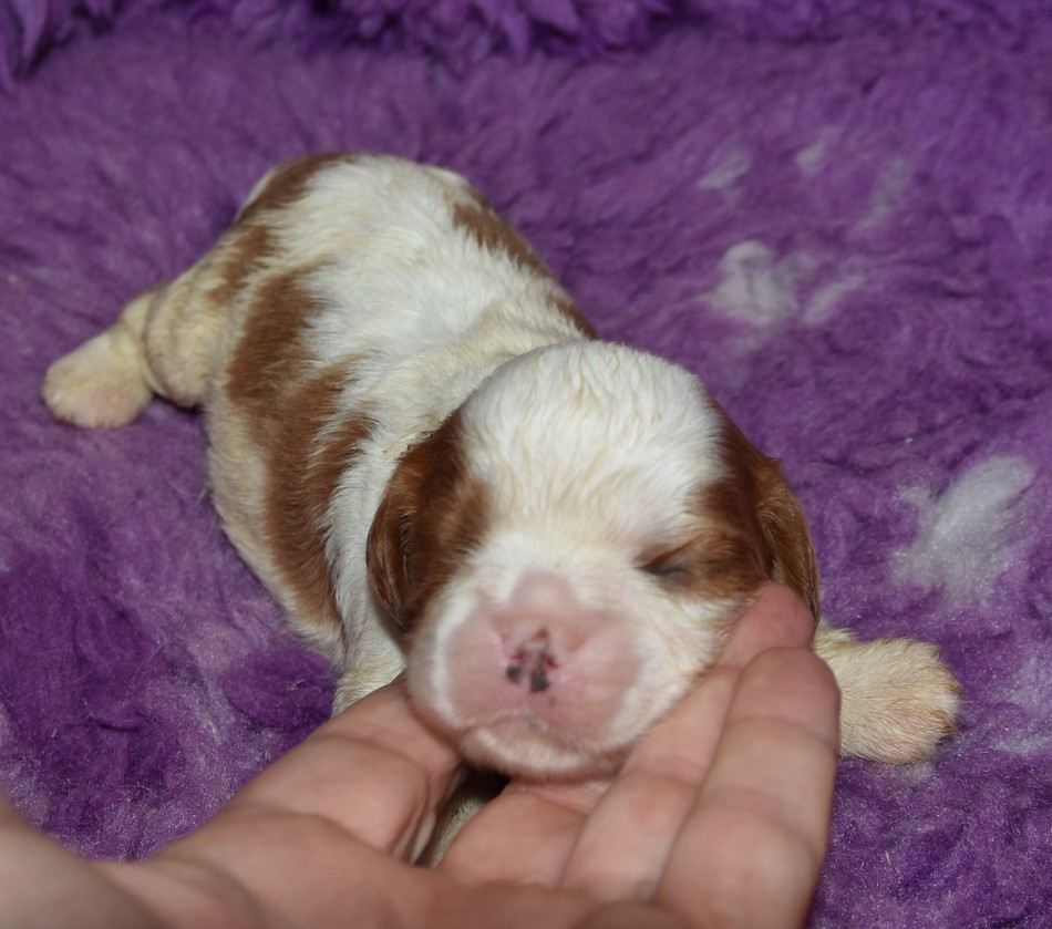 de la maison du ryez - Chiots disponibles - Cavalier King Charles Spaniel