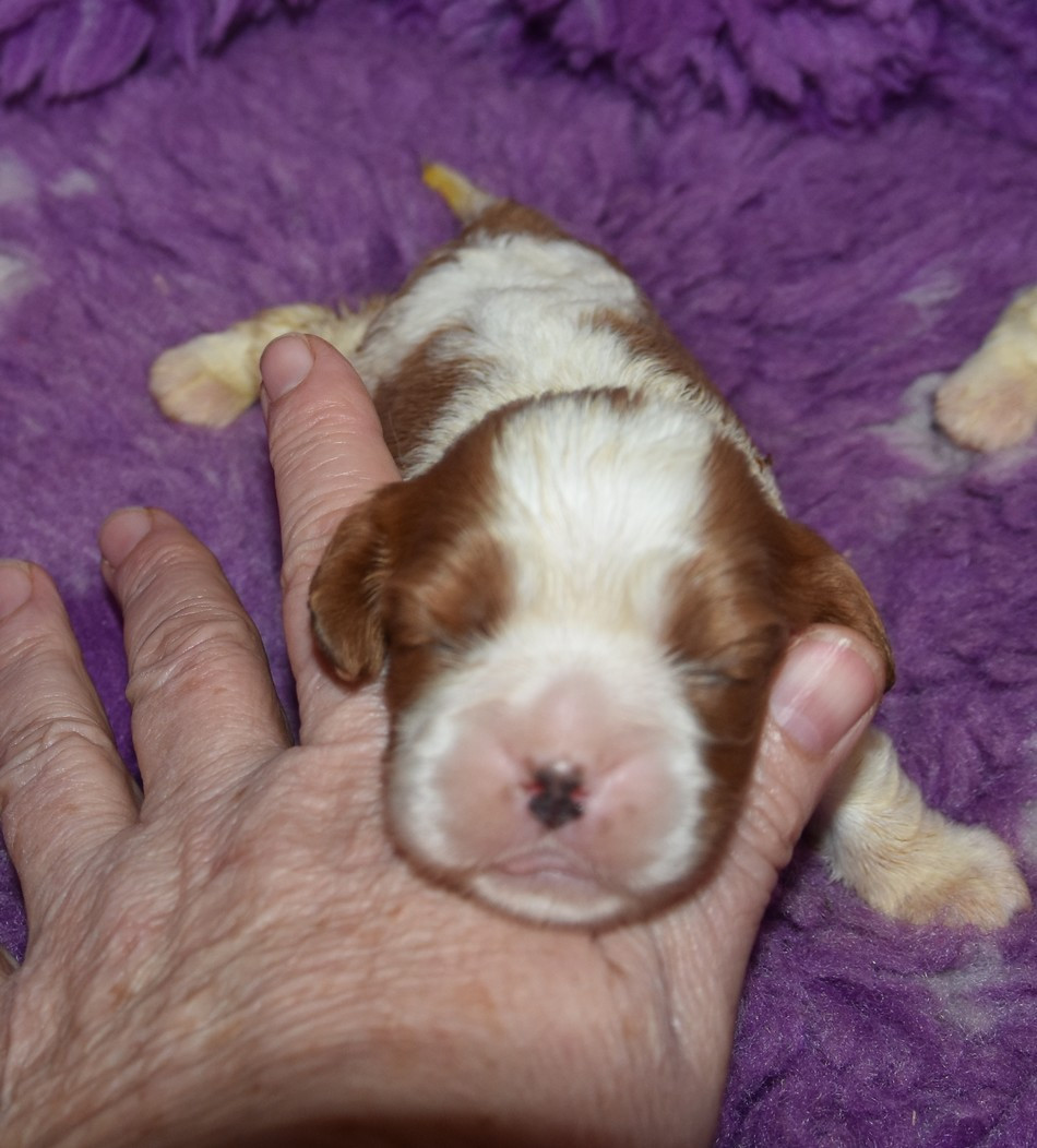 de la maison du ryez - Chiots disponibles - Cavalier King Charles Spaniel