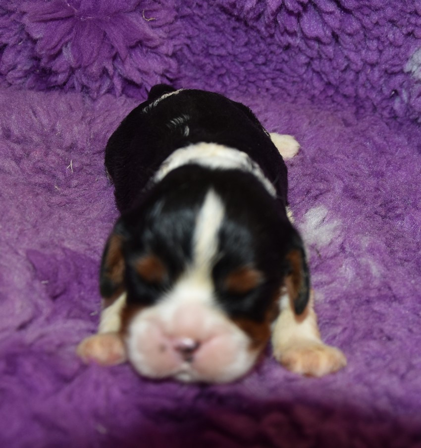 de la maison du ryez - Chiots disponibles - Cavalier King Charles Spaniel