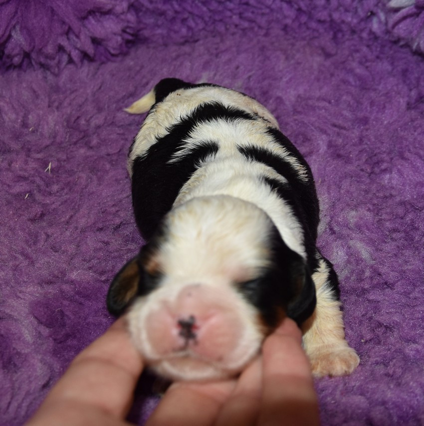 de la maison du ryez - Chiots disponibles - Cavalier King Charles Spaniel
