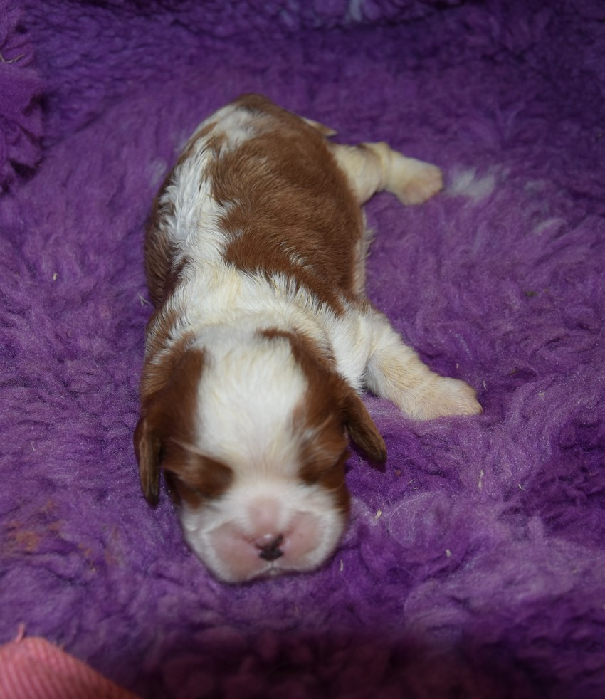 de la maison du ryez - Chiots disponibles - Cavalier King Charles Spaniel