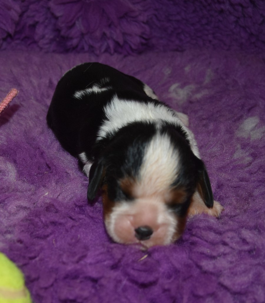 de la maison du ryez - Chiots disponibles - Cavalier King Charles Spaniel