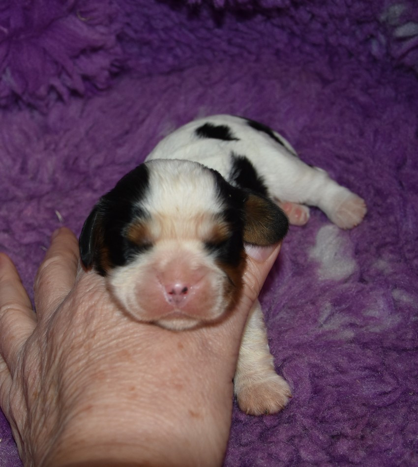 de la maison du ryez - Chiots disponibles - Cavalier King Charles Spaniel