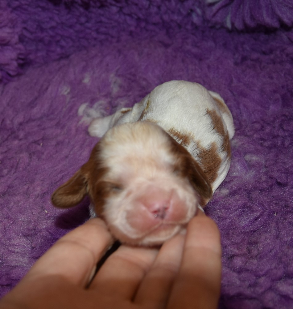 de la maison du ryez - Chiots disponibles - Cavalier King Charles Spaniel