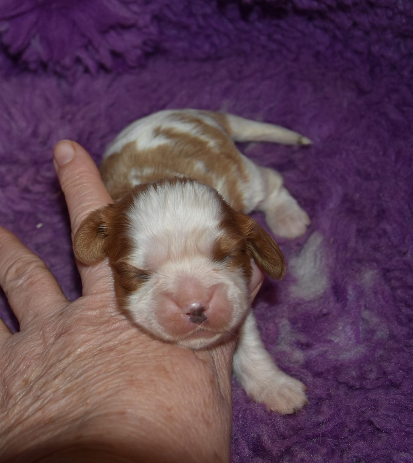 de la maison du ryez - Chiots disponibles - Cavalier King Charles Spaniel