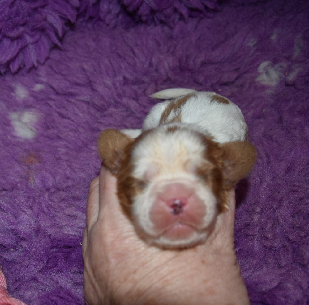 de la maison du ryez - Chiots disponibles - Cavalier King Charles Spaniel