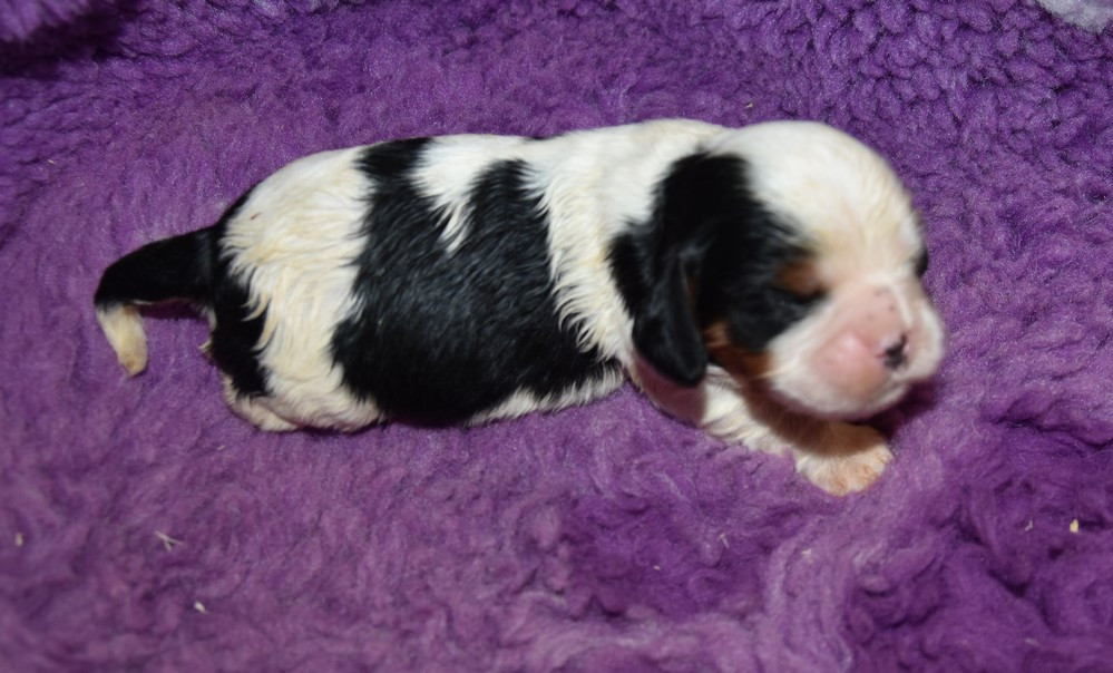 de la maison du ryez - Chiots disponibles - Cavalier King Charles Spaniel