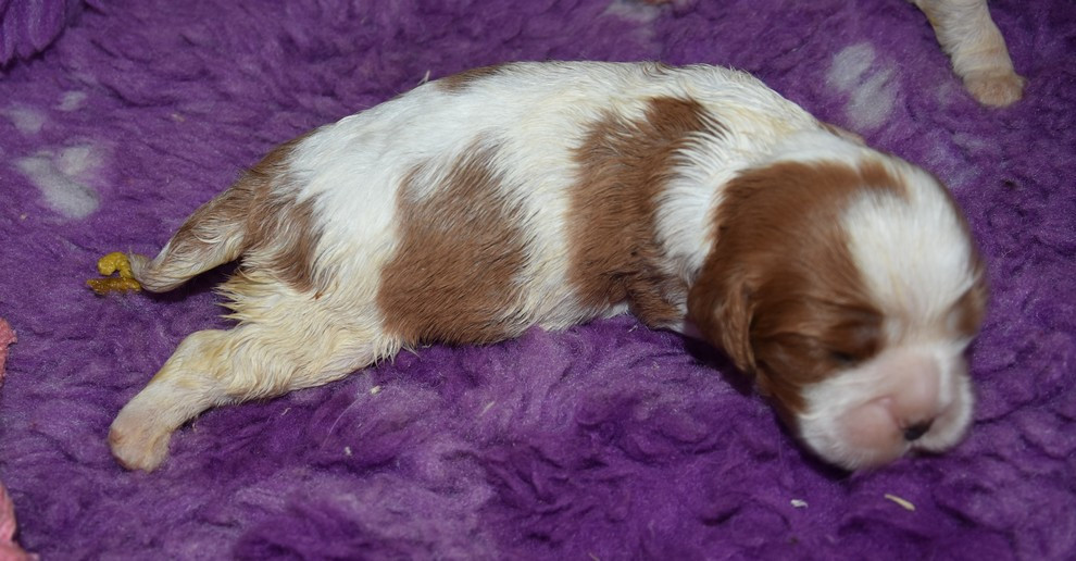 de la maison du ryez - Chiots disponibles - Cavalier King Charles Spaniel
