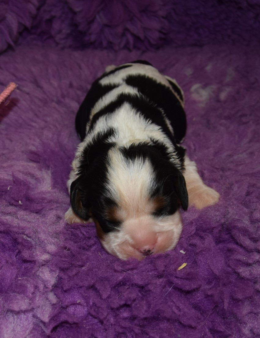 de la maison du ryez - Chiots disponibles - Cavalier King Charles Spaniel