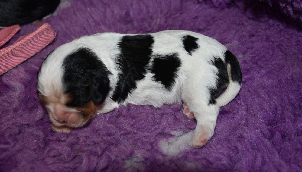 de la maison du ryez - Chiots disponibles - Cavalier King Charles Spaniel