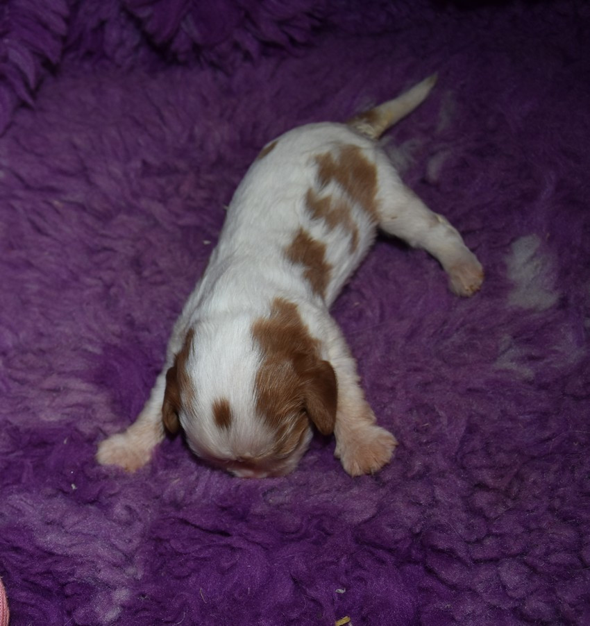 de la maison du ryez - Chiots disponibles - Cavalier King Charles Spaniel