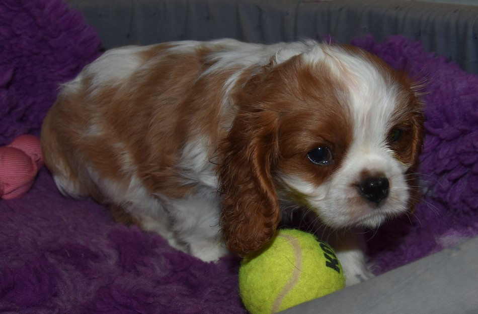 de la maison du ryez - Chiots disponibles - Cavalier King Charles Spaniel