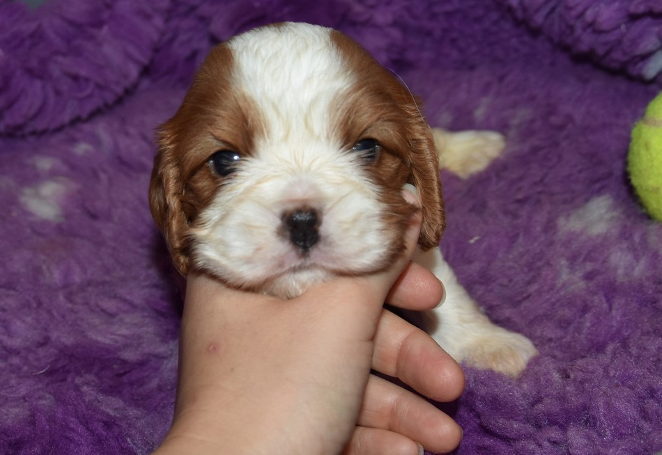 de la maison du ryez - Chiots disponibles - Cavalier King Charles Spaniel
