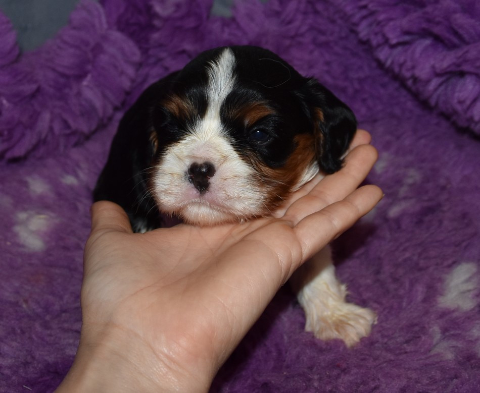 de la maison du ryez - Chiots disponibles - Cavalier King Charles Spaniel