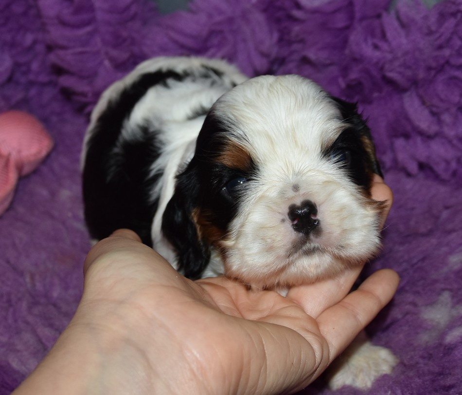de la maison du ryez - Chiots disponibles - Cavalier King Charles Spaniel
