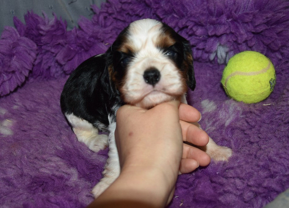 de la maison du ryez - Chiots disponibles - Cavalier King Charles Spaniel